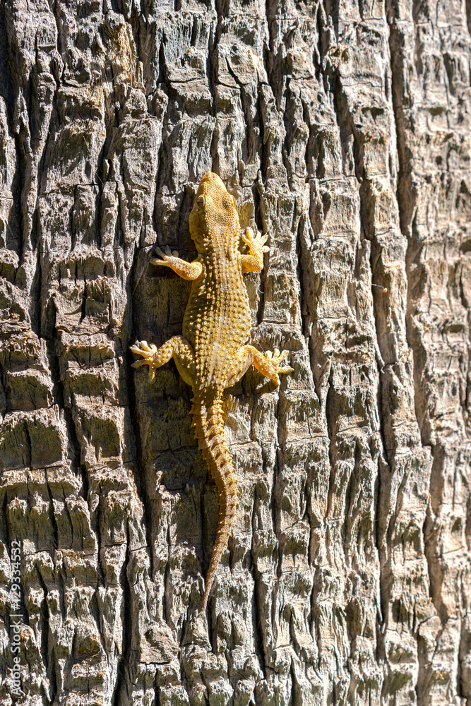 Fototapeta premium Close view of yellow lizard crawling on a tree trunk.