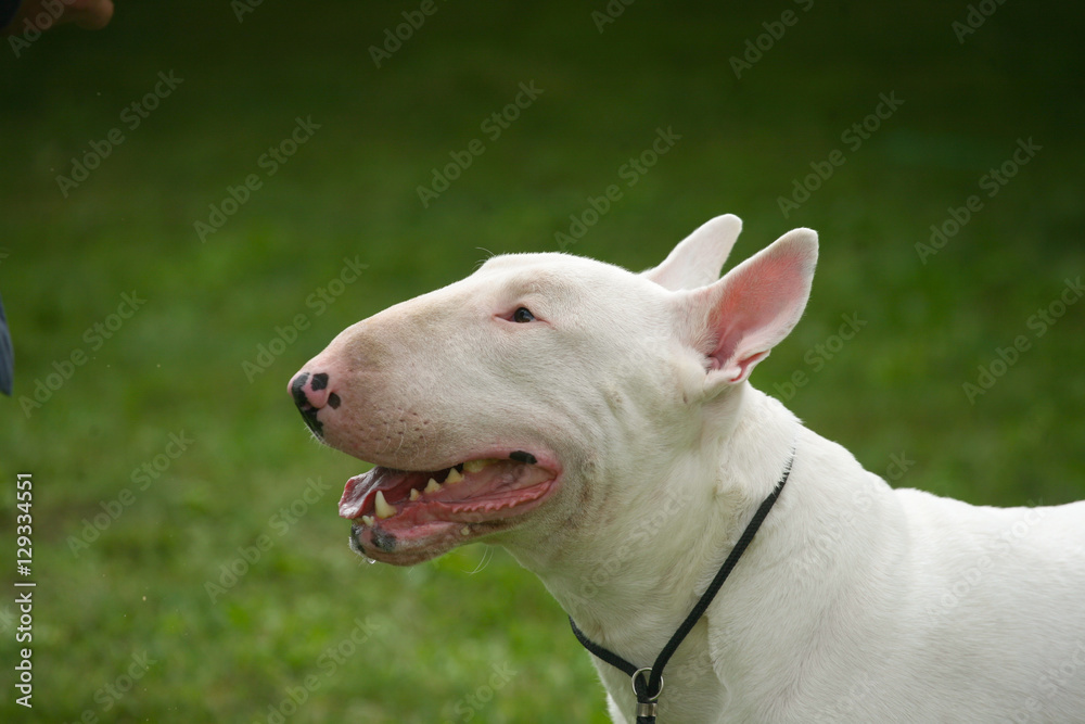 White pitbull on the lead  portrait