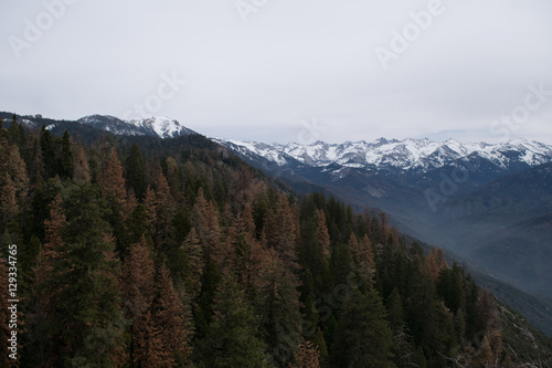 Panorama,Giant Forest, Sequoia National Park, California, USA