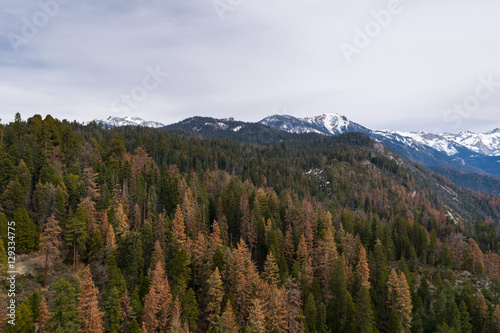 Panorama,Giant Forest, Sequoia National Park, California, USA