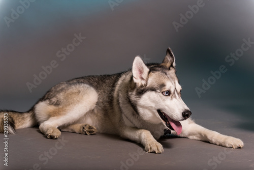 Siberian Husky poses in studio