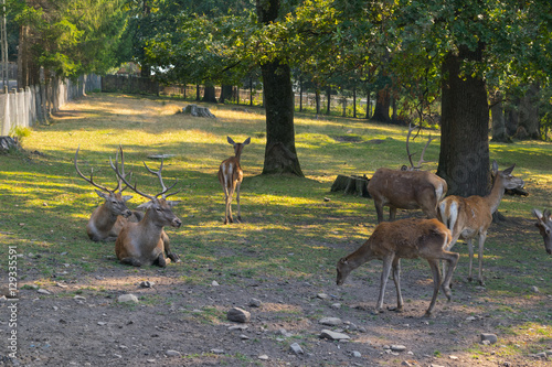 Fototapeta Naklejka Na Ścianę i Meble -  Deer, Stag and Roebuck, Eastern Carpathians Mountains, Moldavia region, Romania, Europe