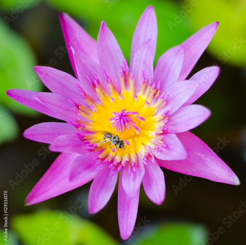 Pink lotus blossoms or water lily flowers blooming on pond Pink