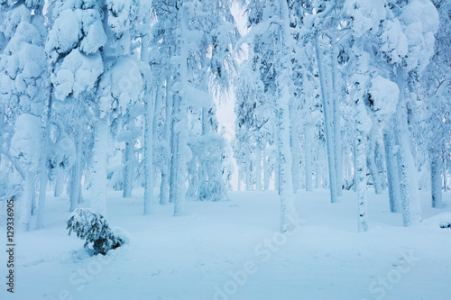 Winter frozen trees in forest - a lot of snow after blizzard © Taiga