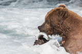 Alaskan brown bear eating salmon