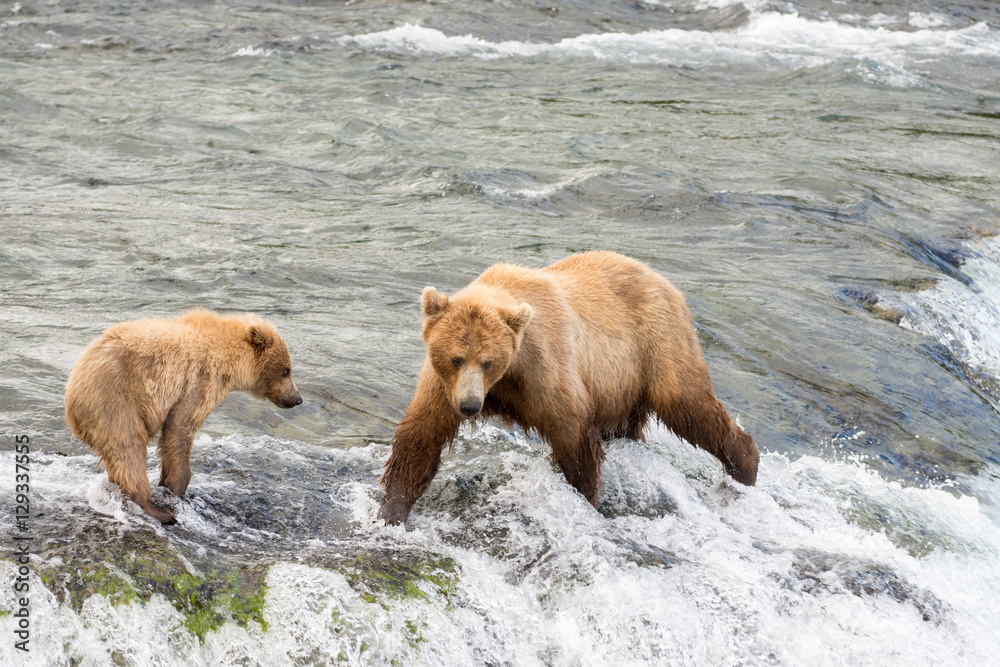 Obraz premium Alaskan brown bear sow and cub