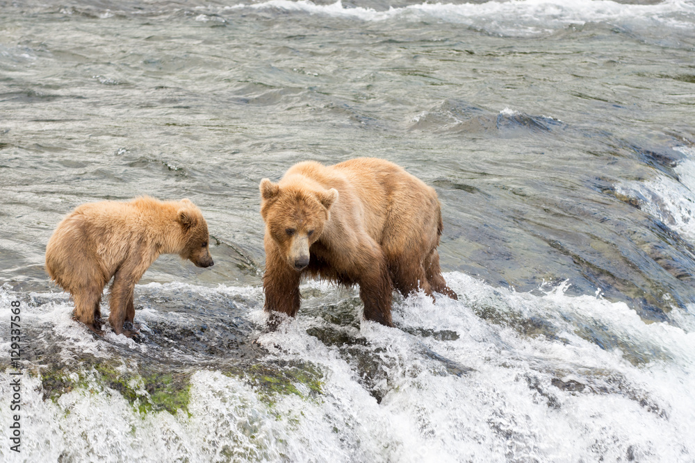 Alaskan brown bear sow and cub Alaskan brown bear sow and cub