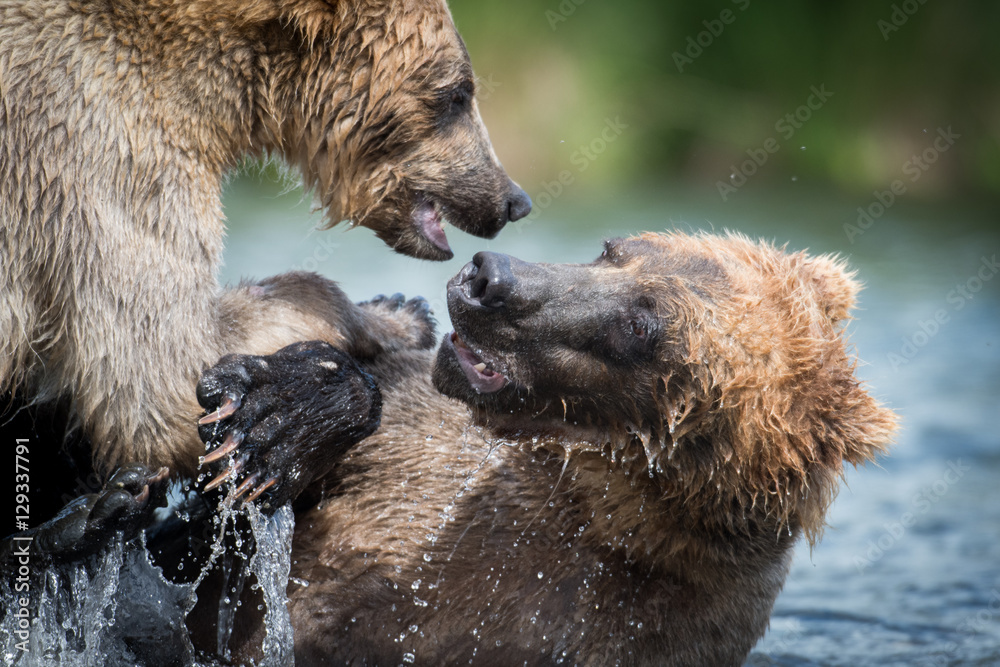 Obraz premium Two Alaskan brown bears fighting