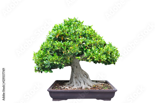 Middle tree trim Bonsia in pot on white background.