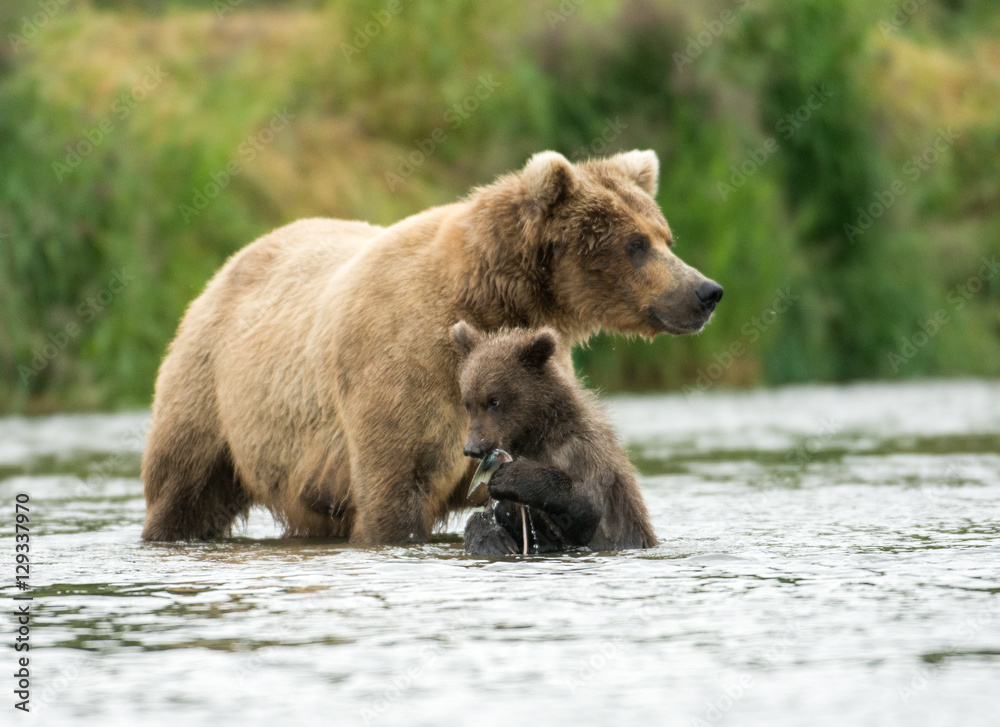 Alaskan brown bear sow and cub Alaskan brown bear sow and cub