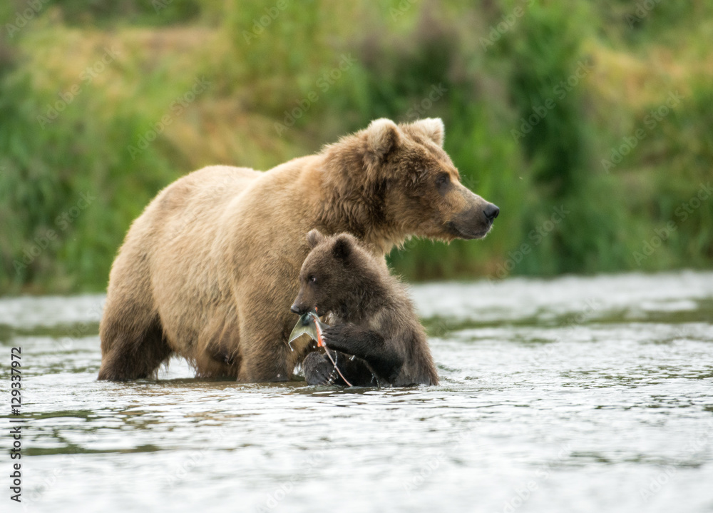 Alaskan brown bear sow and cub Alaskan brown bear sow and cub