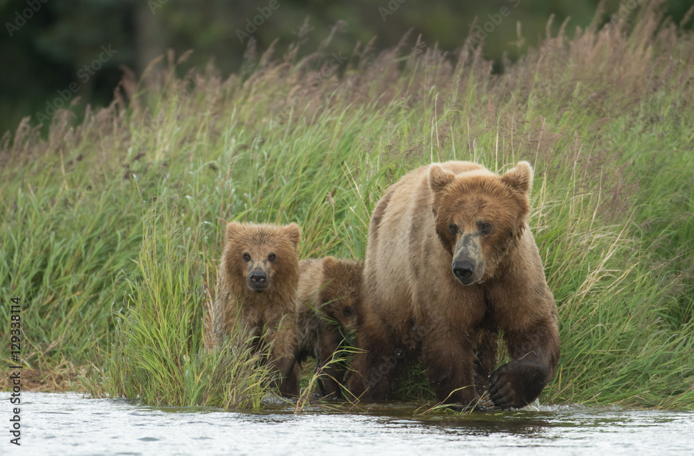 Alaskan brown bear sow and cub Alaskan brown bear sow and cub