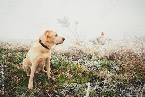 Frosty day with dog