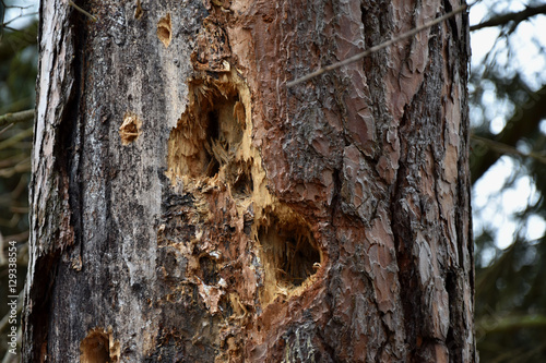 Done woodpecker hole in a tree trunk.