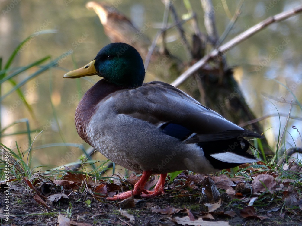 Obraz premium Canard colvert