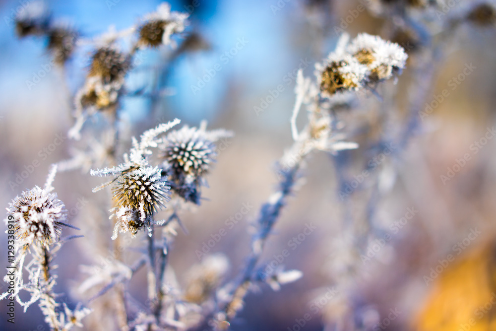 Frozen thistle on the color background. Frozen thistle on the color background.