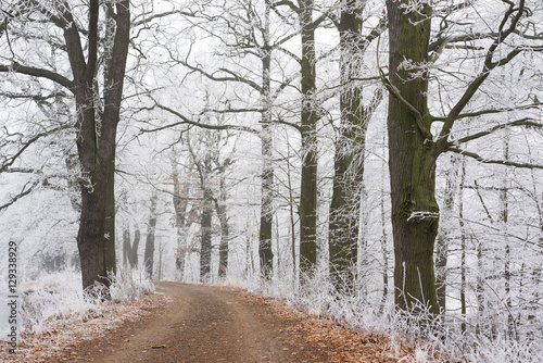 Wallpaper Mural Frozen trees with the small way. Winter nature. Torontodigital.ca