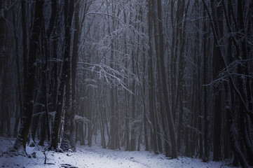 dark forest in winter