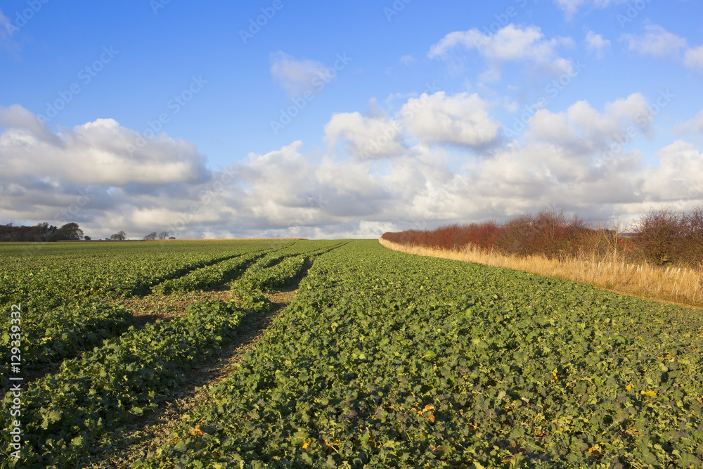 arable crops in autumn