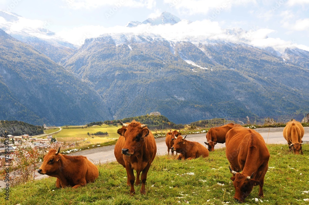 Fototapeta premium vache tarentaise france