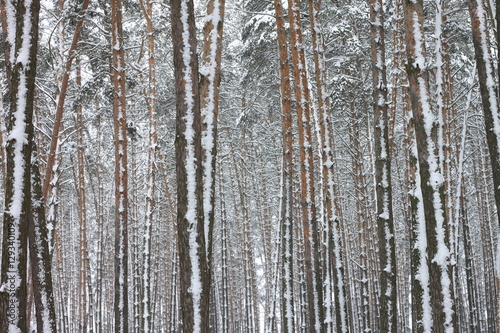 Snow covered pine trees in winter forest. Winter forest with trees. Outdoor woods nature landscape at cold day. Cold day in snowy winter forest.