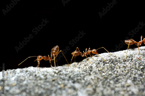 Red ants © winnievinzence