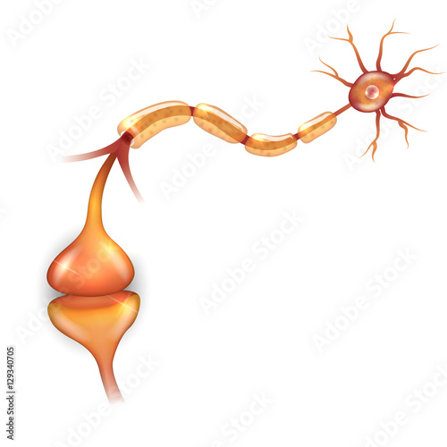 Neuron anatomy, it passes signal to another neuron.