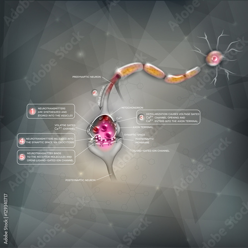 Synapse detailed anatomy, beautiful colorful illustration. Neuron passes signal to another neuron. 