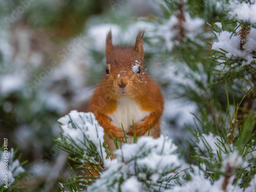 Sprinkle of snow on Red Squirrel, England © Michael Conrad