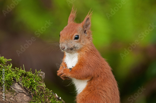 Portrait of squirrels (Sciurius vulgaris)