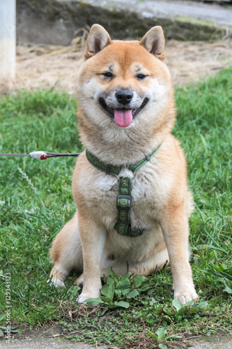 Adorable photograph of a dog seated in a lawn © stonefy