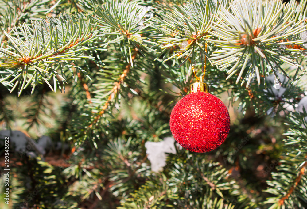 Christmas red toy on a branch of an evergreen tree.