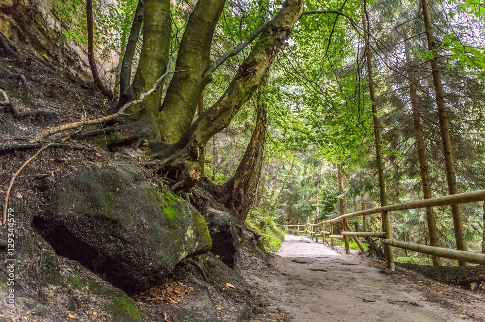 A path going through a dense forest