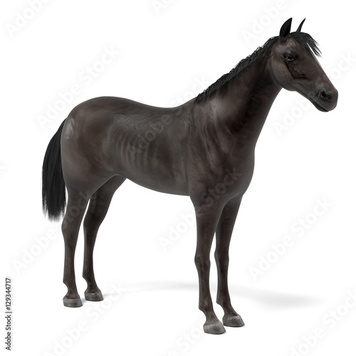 realistic 3d render of black horse photo