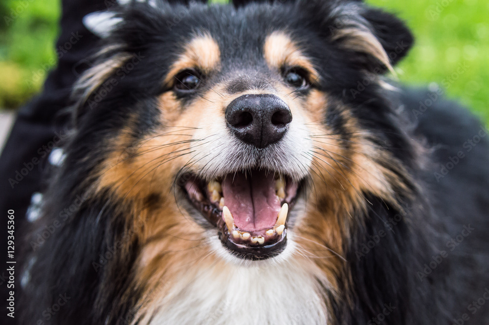 Close up of a dog with its mouth open Close up of a dog with its mouth open