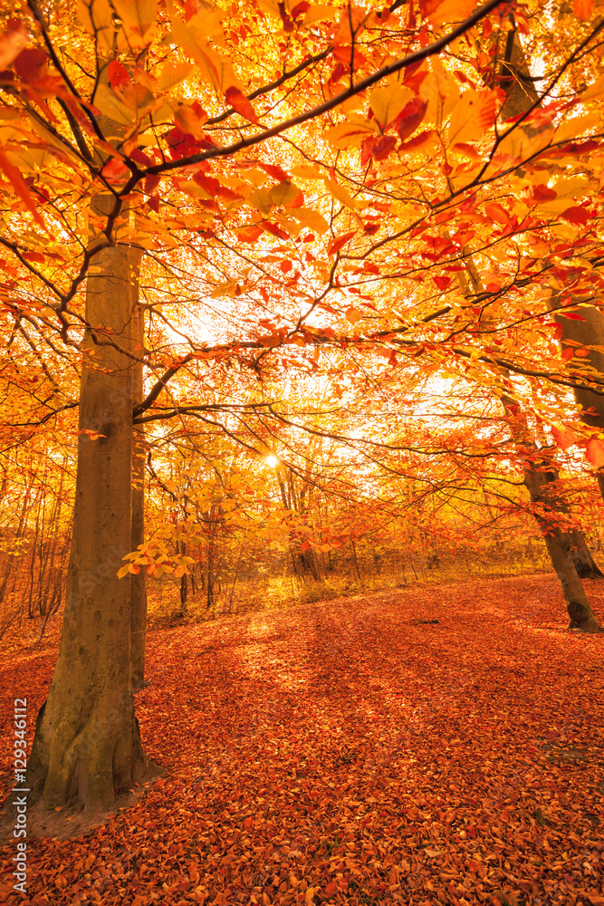 Fototapeta premium Autumnal trees in sunshine.