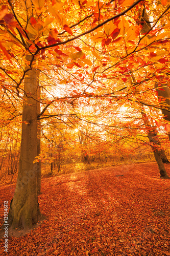 Autumnal trees in sunshine.