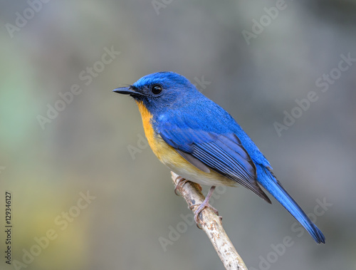 Hill Blue Flycatcher(Cyornis banyumas), beautiful bird on branch with white background.