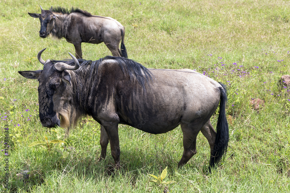 Mom blue wildebeest and her foal graze on lush meadows in Ngorongoro Crater Conservation Area, Tanzania. East Africa Mom blue wildebeest and her foal graze on lush meadows in Ngorongoro Crater Conservation Area, Tanzania. East Africa