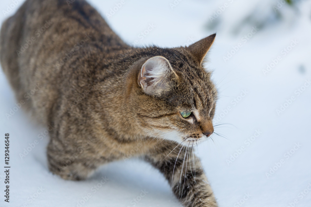 Cat in snow Cat in snow