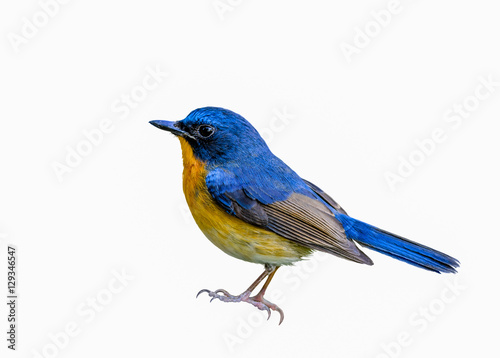 Hill Blue Flycatcher(Cyornis banyumas), beautiful bird isolated with white background. © Narupon