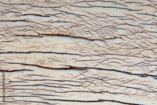 Elephant Ivory Background - Texture of Iconic Materials in Nature