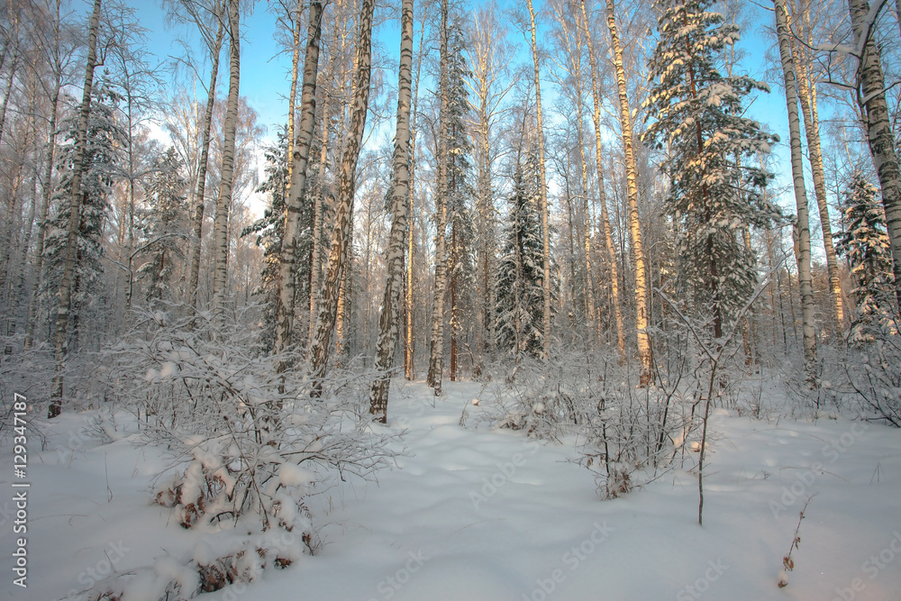 Fototapeta premium beautiful winter forest