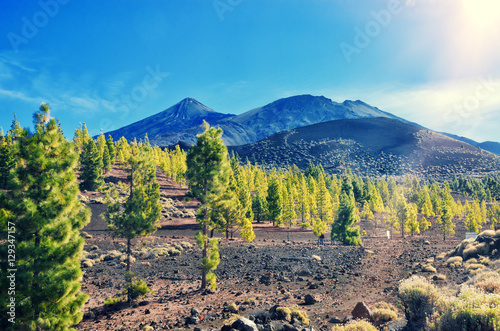 Volcano El Teide, Tenerife National Park. Pine forest on lava rocks in El Teide National park. Tenerife, Canary Islands, Spain.