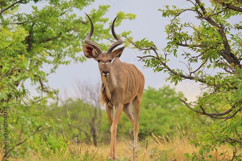 Kudu Bull - African Wildlife Background - Savanna   Roamer 
