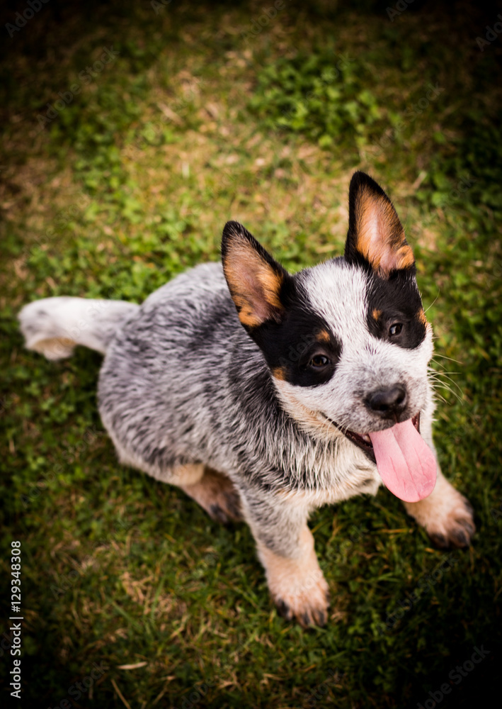 Vignette shot of a dog with its tongue out