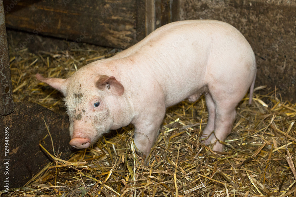 Four weeks old piglet in the barn Four weeks old piglet in the barn
