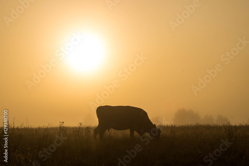 Корова утро, туман © dima_mad89