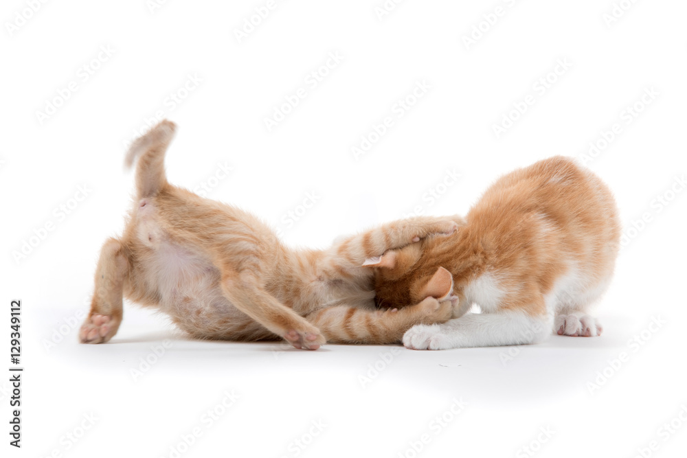 Obraz premium Two cute kittens playing