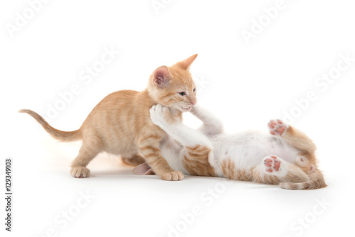 Two cute kittens playing